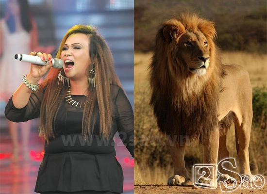 Biệt danh Sư tử của Kim Loan The Voice do chính “Ông hoàng nhạc Việt” Đàm Vĩnh Hưng đặt. Nó xuất phát từ ngoại hình “hầm hố” và giọng hát “khủng” của cô.