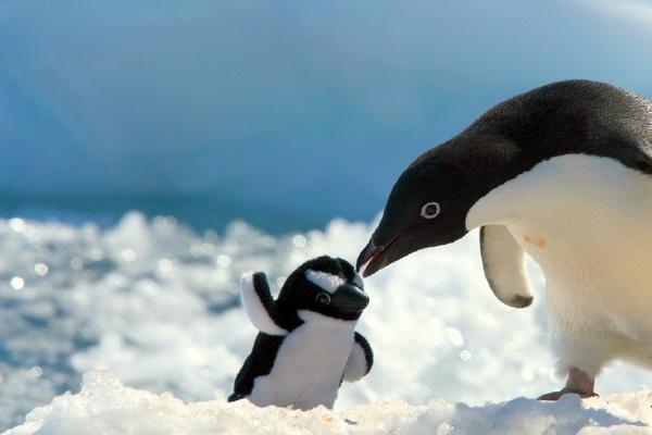 ‘Cuoc tuan hanh cua chim canh cut’ sap sua co phan hai hinh anh