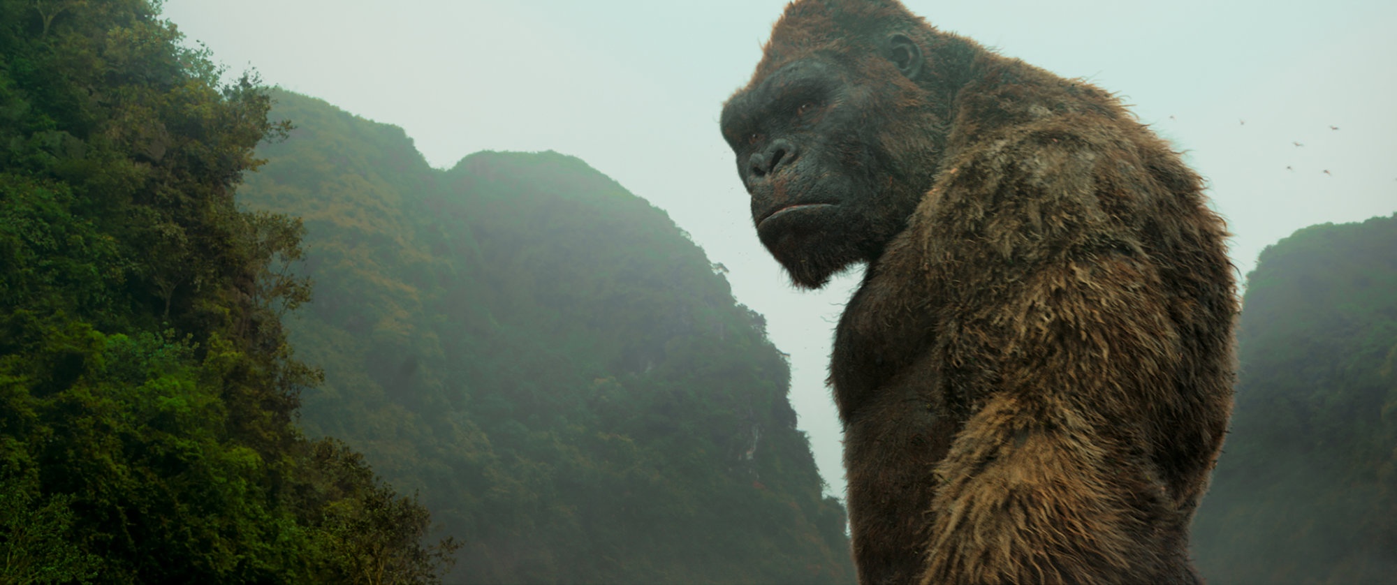 tạo hình King Kong ảnh 6 tao hinh King Kong anh 6