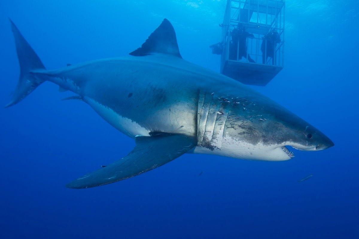 phim kinh di he 2017 anh 2