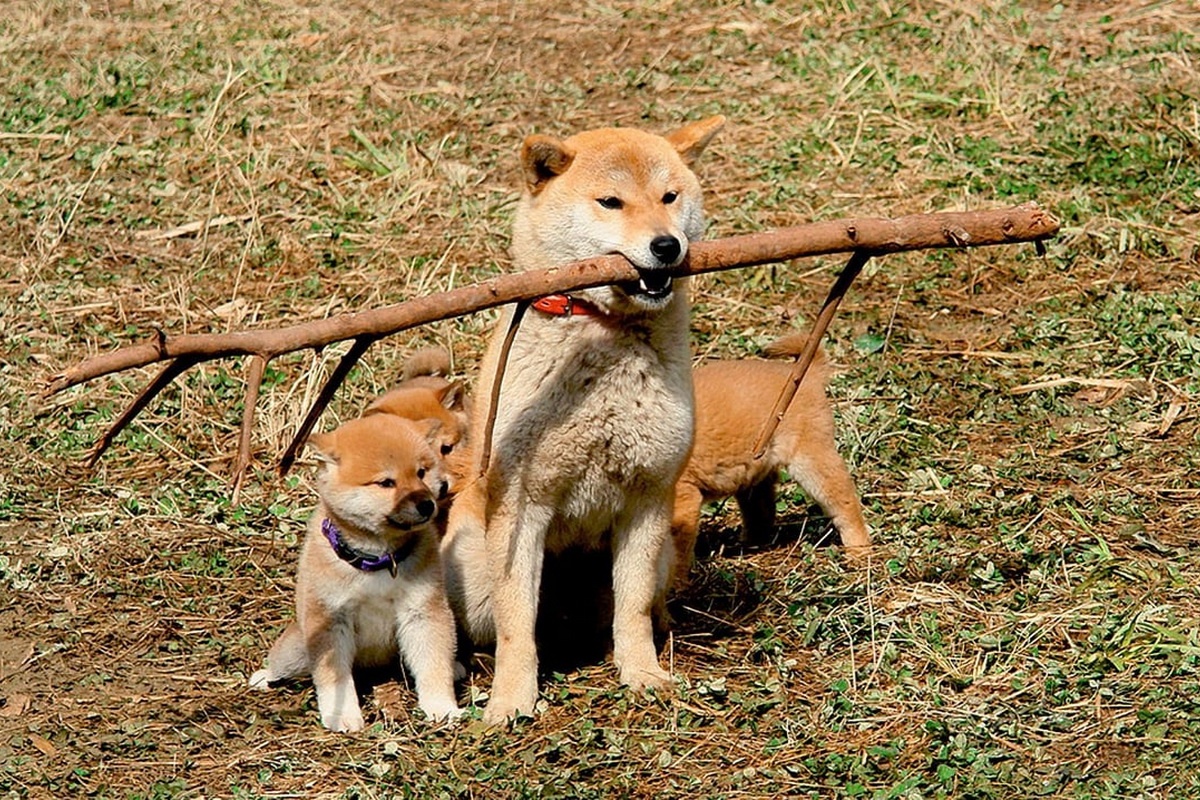 phim ve loai cho anh 5