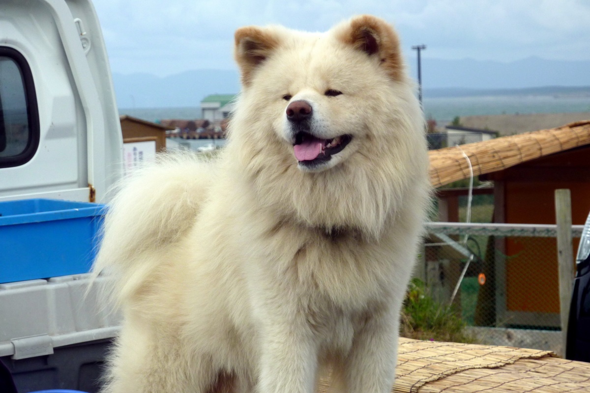 phim ve loai cho anh 9