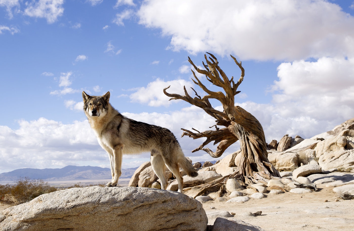 review phim Alpha anh 2