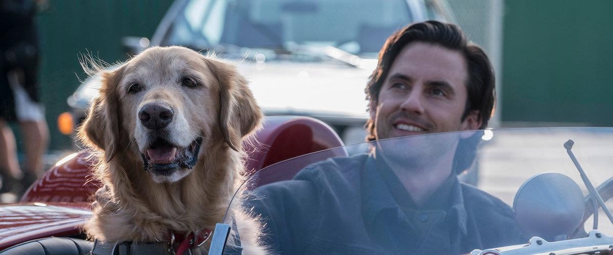 Trailer bo phim 'Cuoc doi phi thuong cua chu cho Enzo' hinh anh