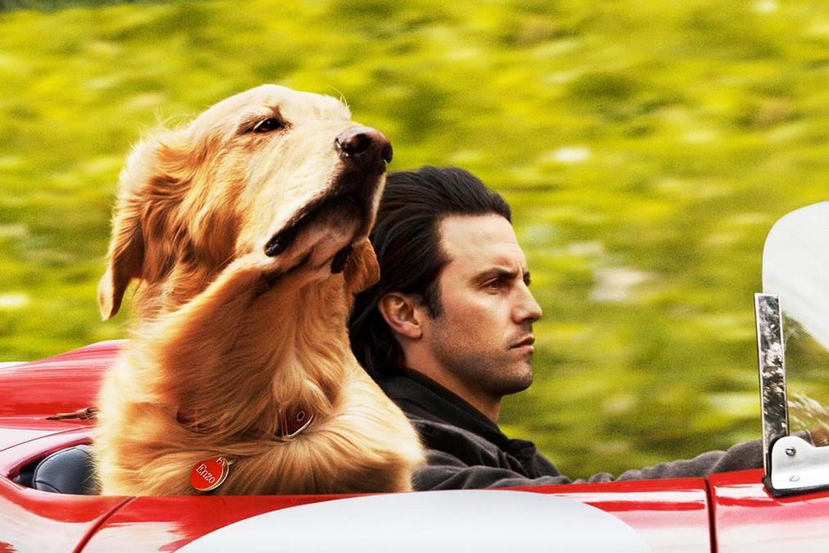 ‘Cuoc doi phi thuong cua chu cho Enzo’ - giau cam xuc, ngheo kich ban hinh anh