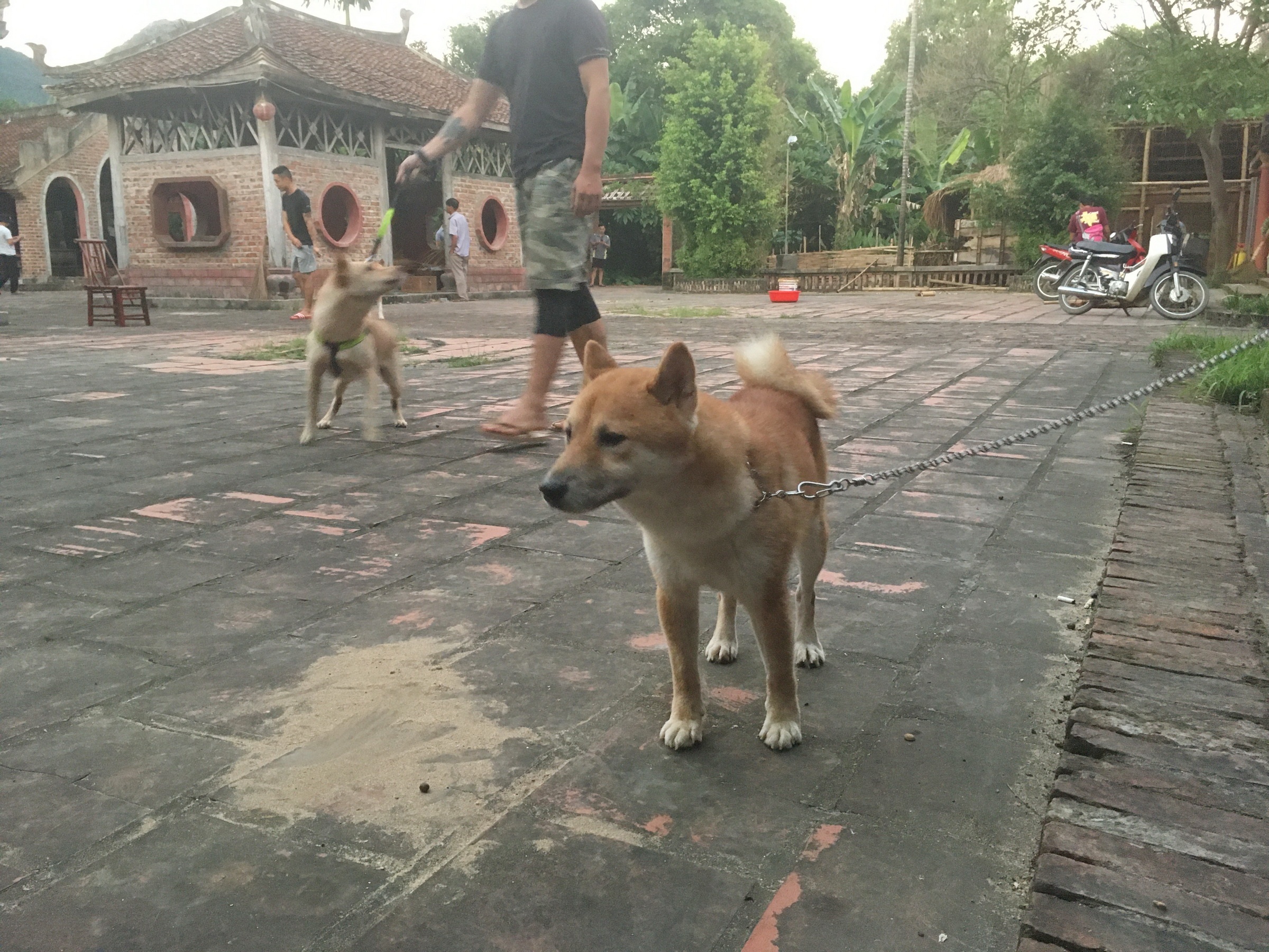 dien vien phim Cau Vang anh 2