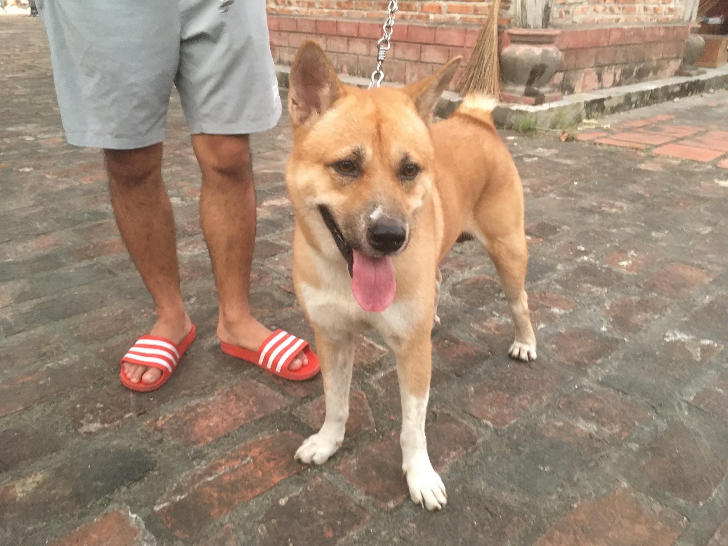 Doan phim 'Cau Vang' noi ve tranh cai chon dien vien cho hinh anh