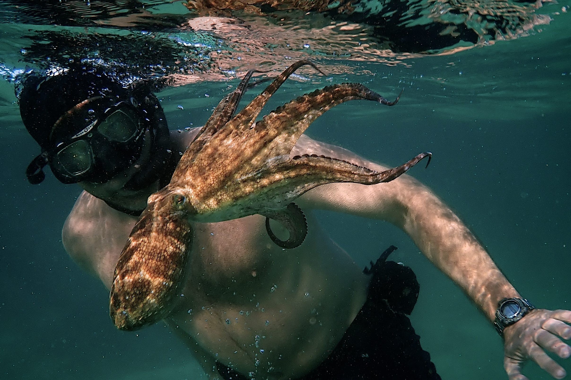 ‘My Octopus Teacher’ - moi quan he giua con nguoi va bach tuoc hinh anh