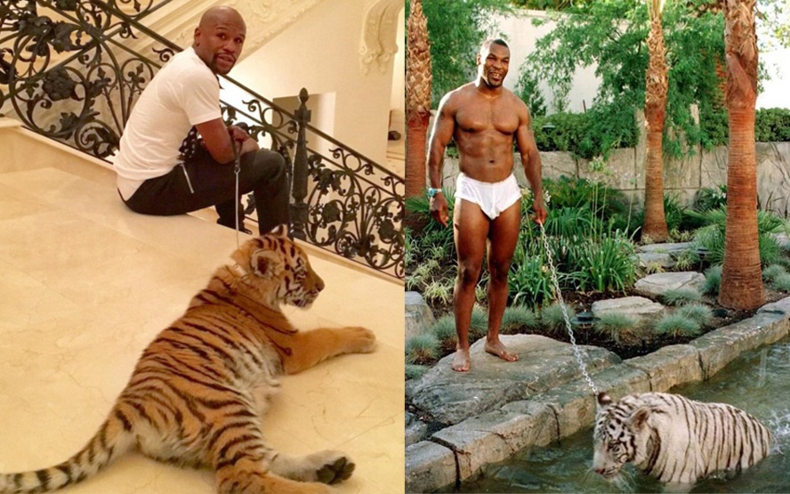 Mayweather dat ho di dao trong nha hinh anh