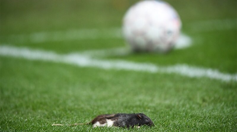 Cau thu bi tan cong bang chuot chet o tran derby hinh anh