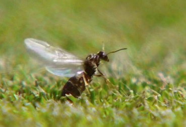 Kien canh 'tan cong' Wimbledon hinh anh