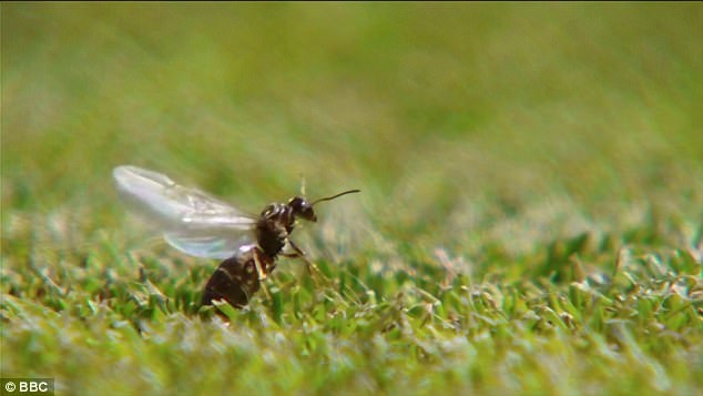 Kien canh 'tan cong' anh 7