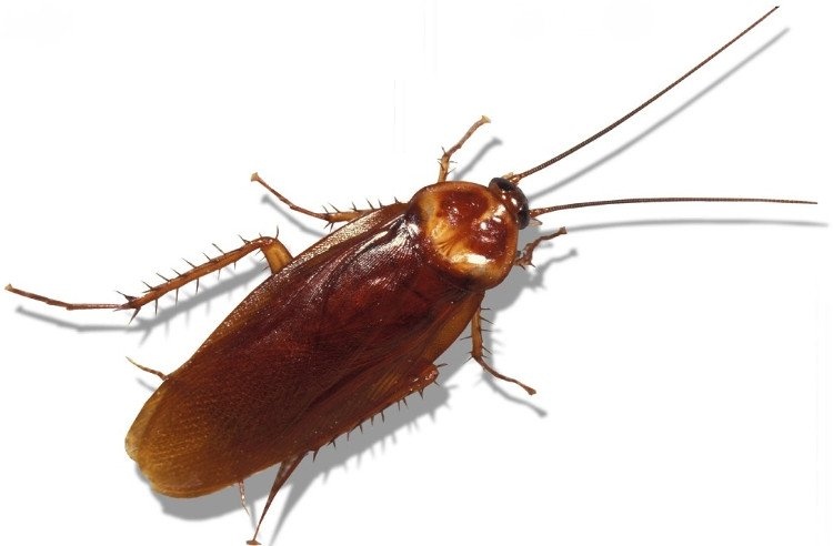 Gian chui vao tai nam thanh nien hinh anh