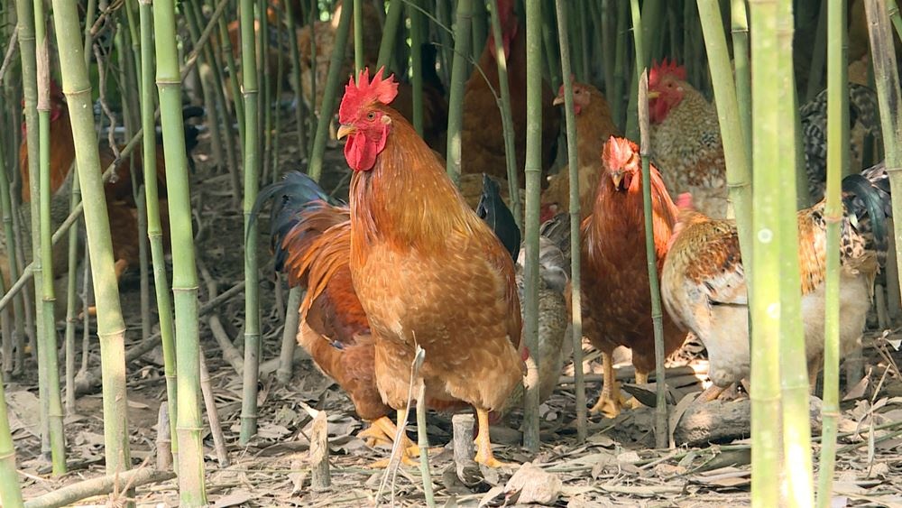 Hội thi vua gà ảnh 1 Hoi thi vua ga anh 1