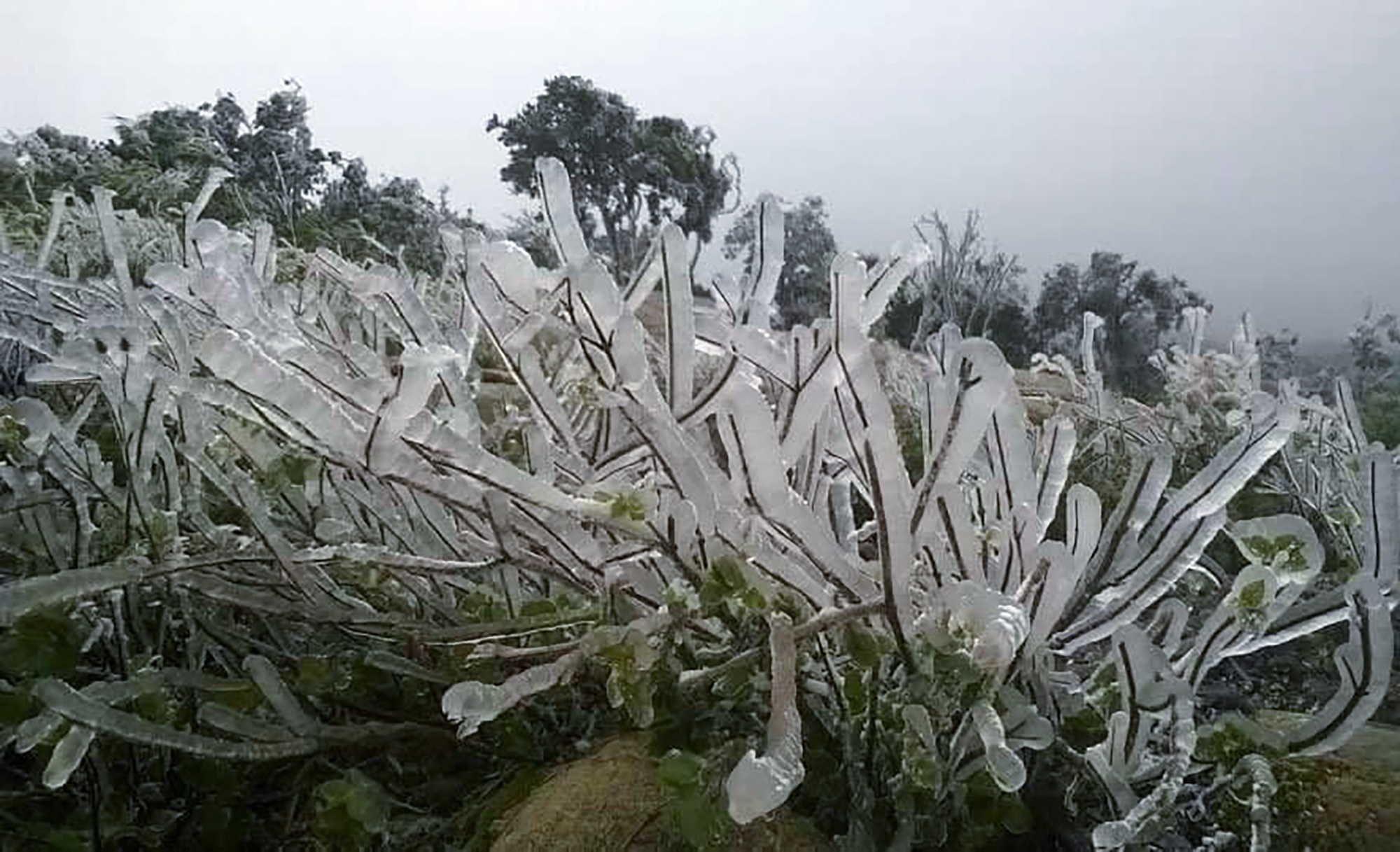 Bang gia xuat hien o Yen Tu anh 7