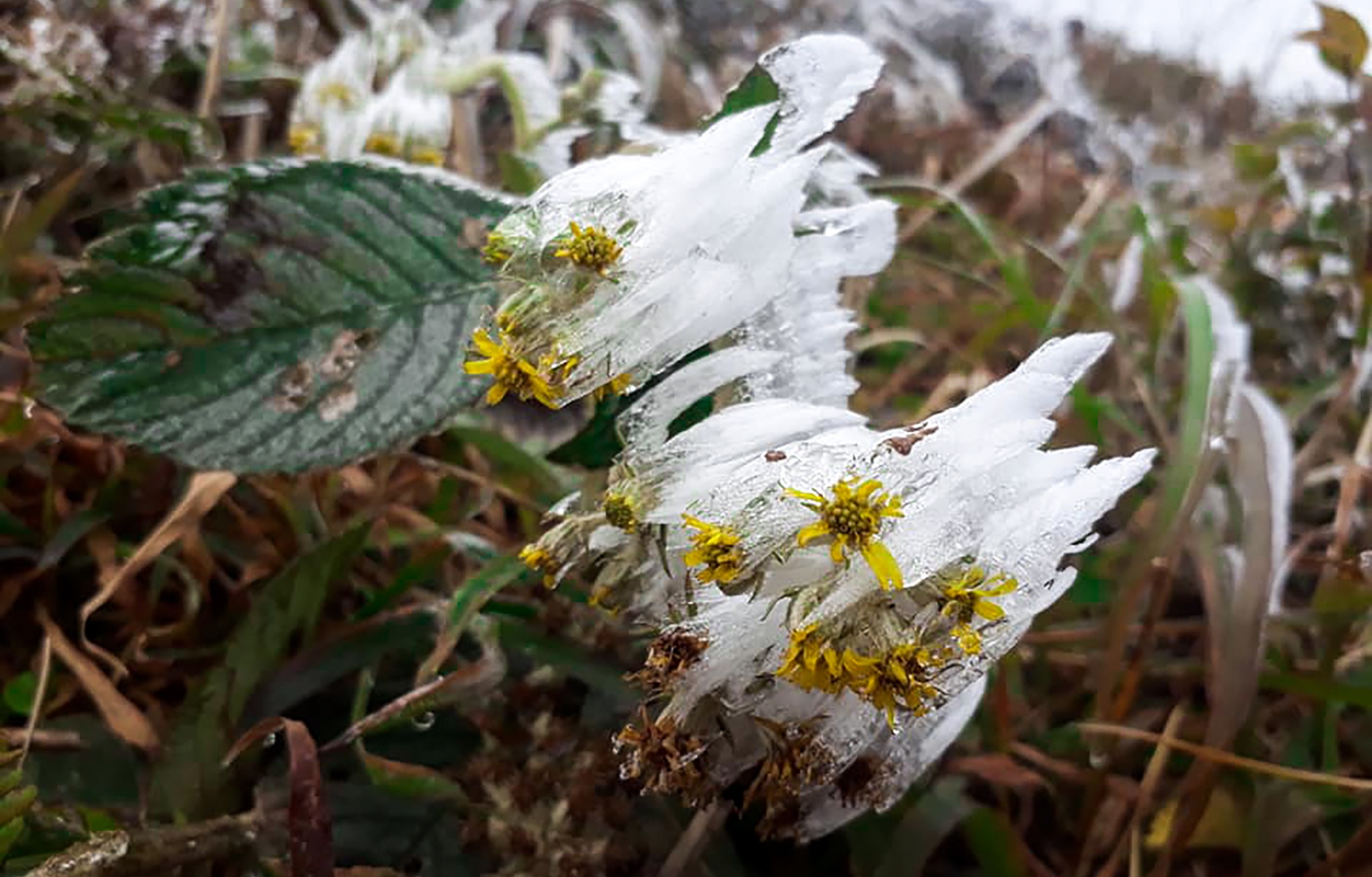 Bang gia xuat hien tai bien gioi anh 4