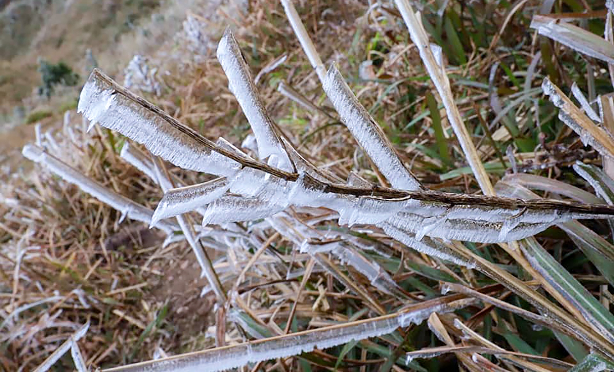 Bang gia xuat hien tai bien gioi anh 2