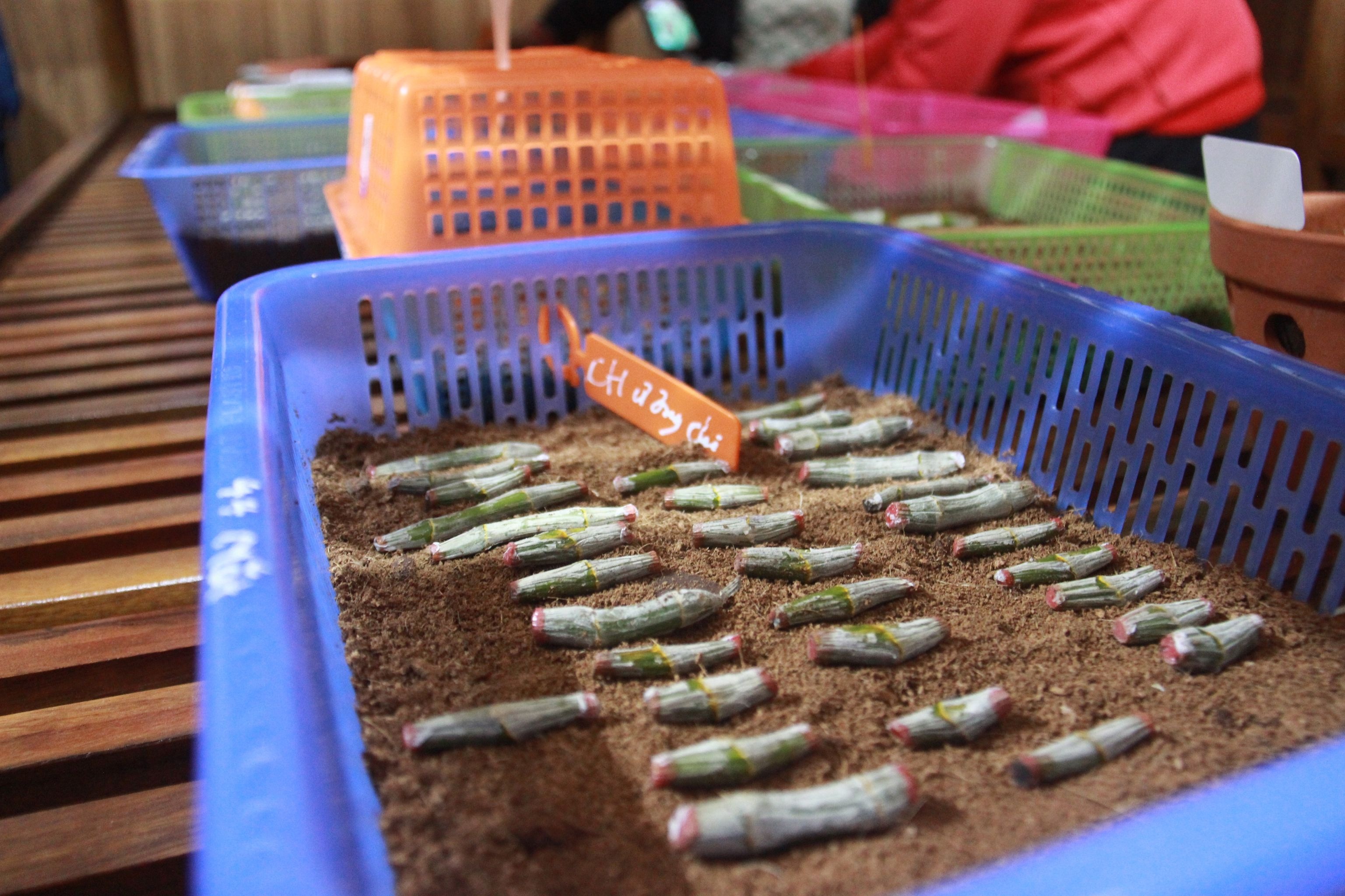 lan dot bien 300 ty anh 2