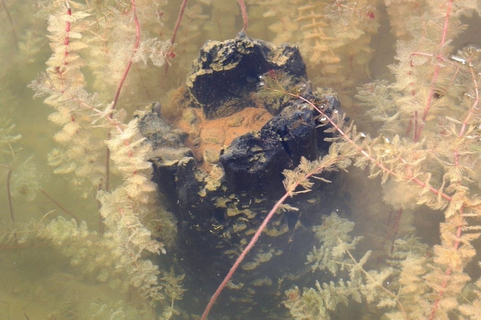 Tham do khao co khu bao ve di tich lich su Bach Dang hinh anh