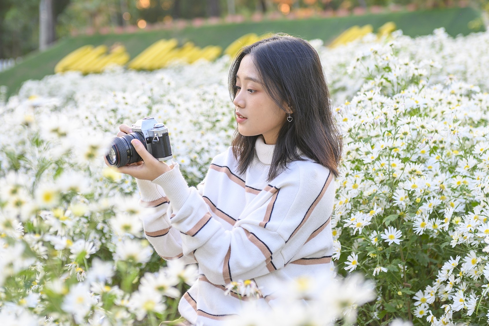 Thung lung cuc hoa mi giua rung thong o Quang Ninh hinh anh