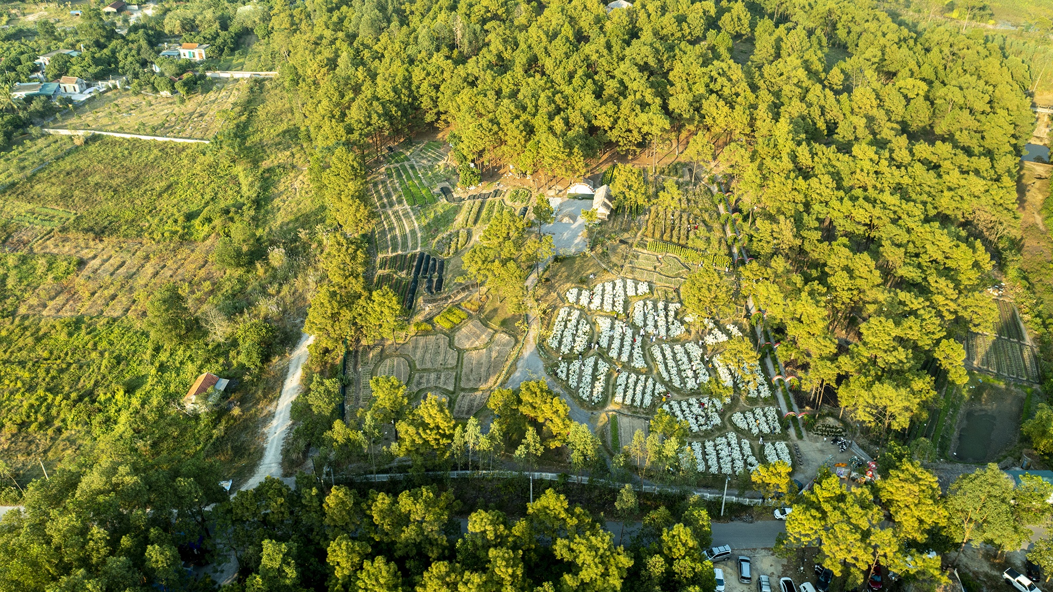 Cuc hoa mi,  Ho Yen Trung,  Uong Bi,  Quang Ninh,  chup anh,  vuon hoa,  rung thong,  Da Lat thu nho anh 1