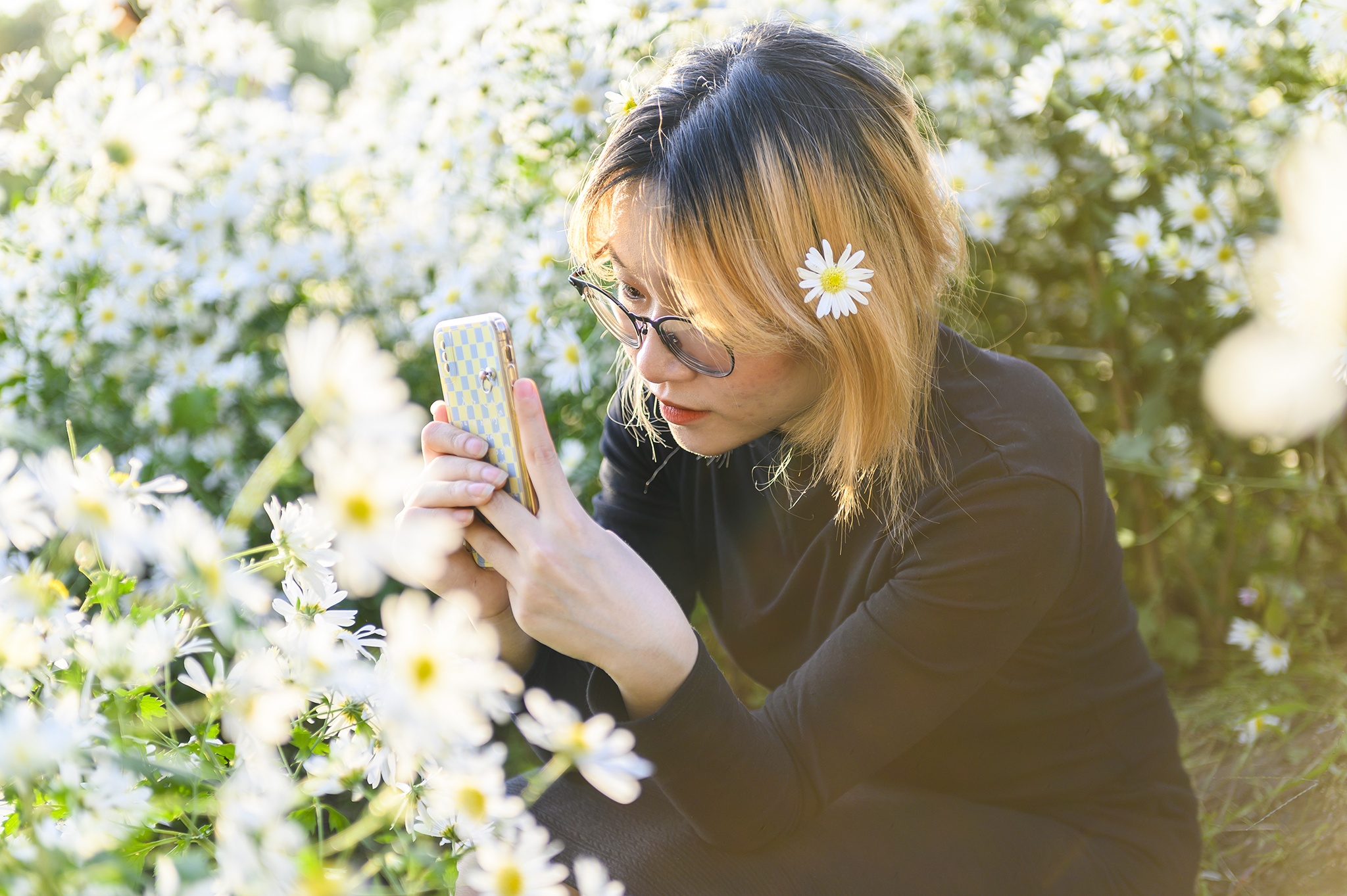 Cuc hoa mi,  Ho Yen Trung,  Uong Bi,  Quang Ninh,  chup anh,  vuon hoa,  rung thong,  Da Lat thu nho anh 9