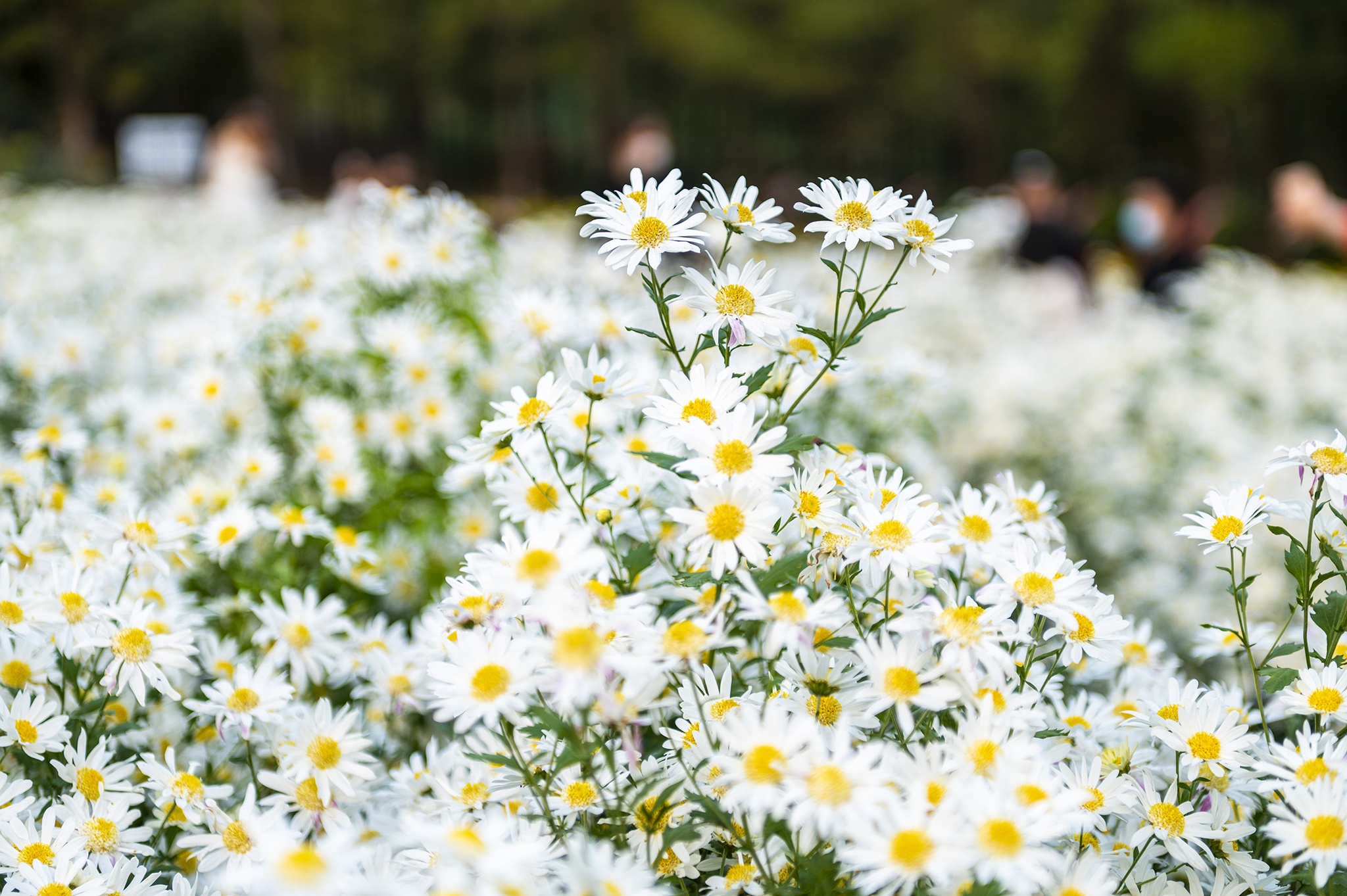 Cuc hoa mi,  Ho Yen Trung,  Uong Bi,  Quang Ninh,  chup anh,  vuon hoa,  rung thong,  Da Lat thu nho anh 4