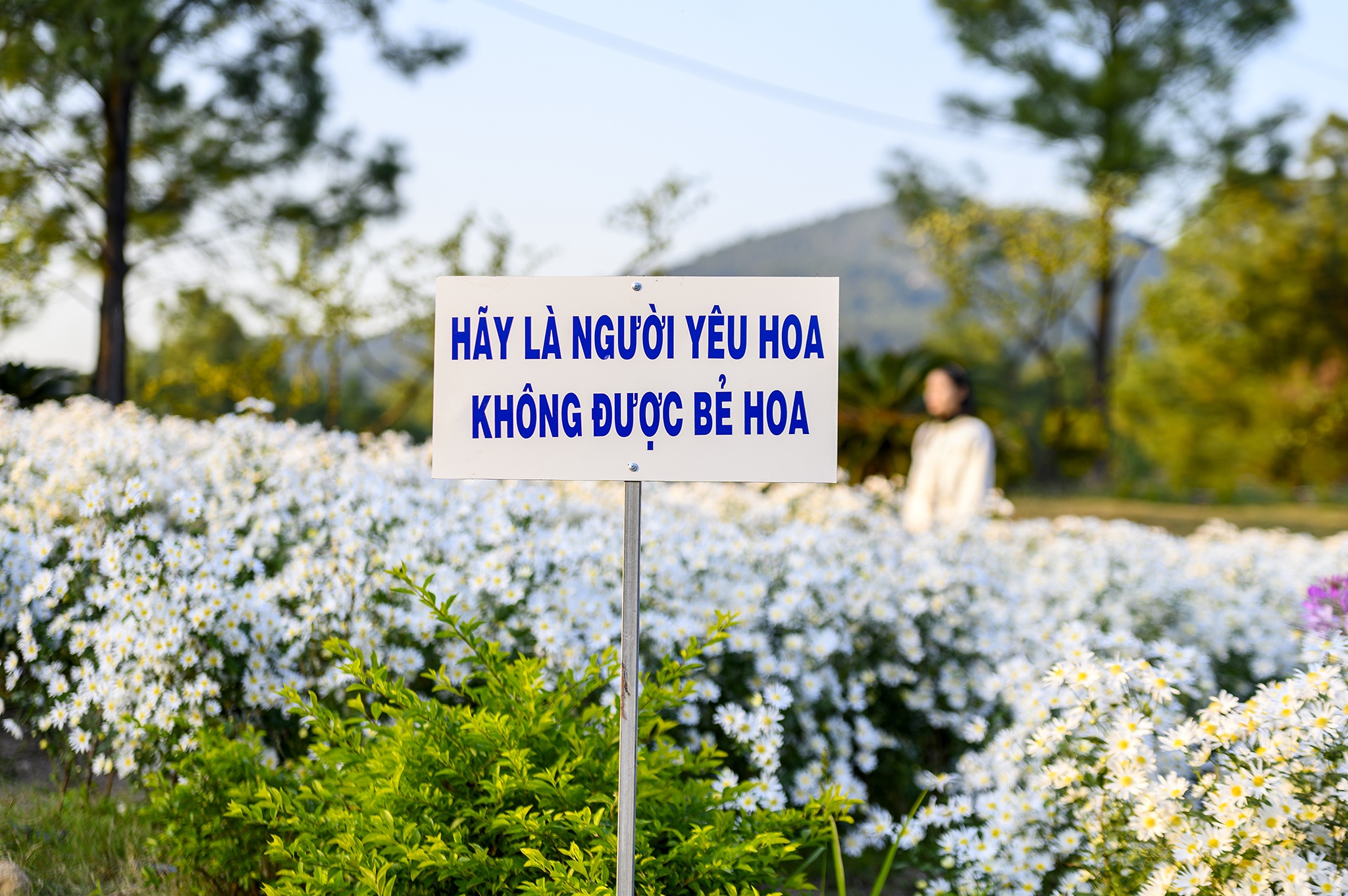 Cuc hoa mi,  Ho Yen Trung,  Uong Bi,  Quang Ninh,  chup anh,  vuon hoa,  rung thong,  Da Lat thu nho anh 5