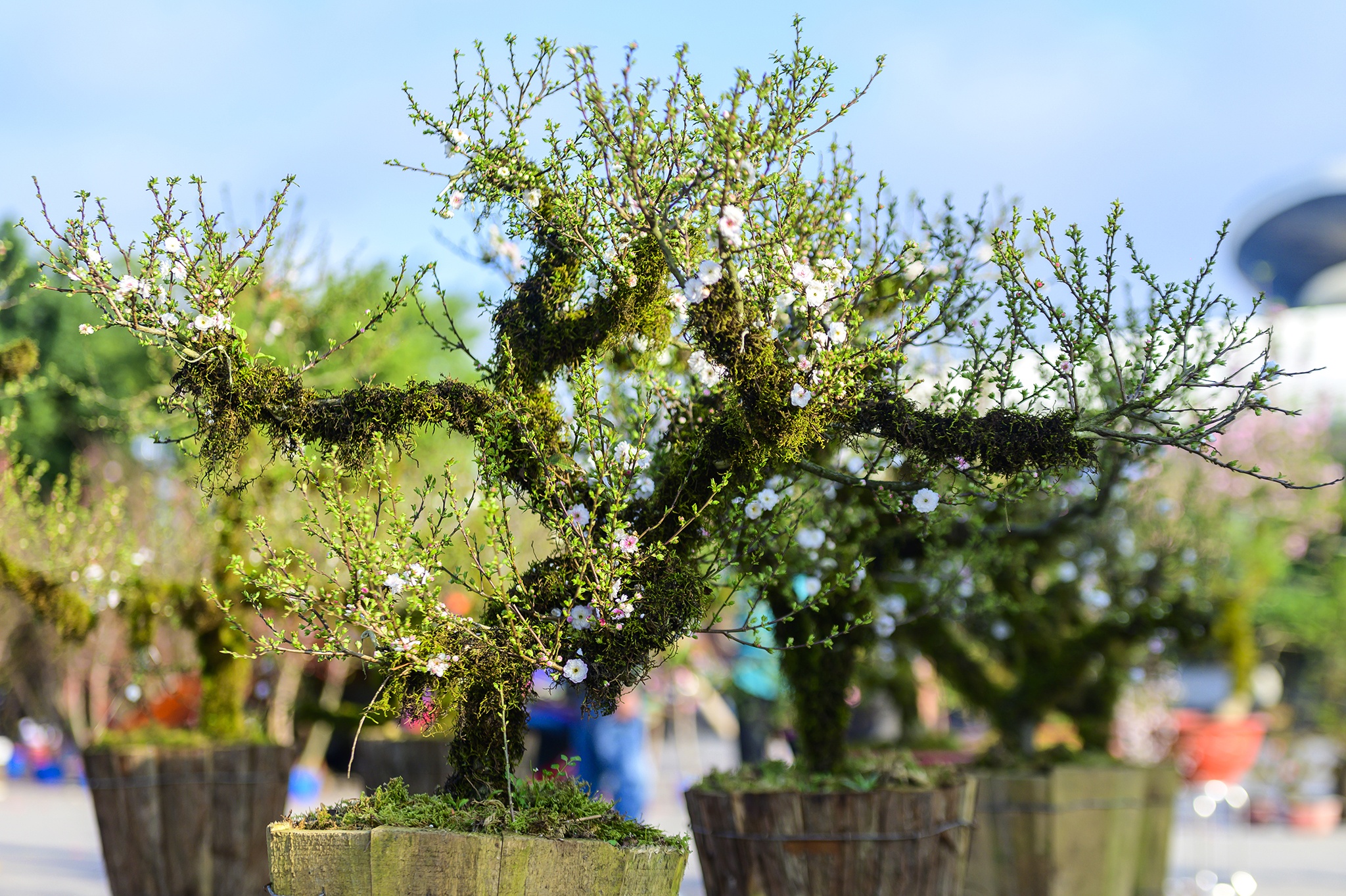 Dao Tet,  Tet Nguyen dan,  cho hoa,  cho hoa tet,  Quang Ninh,  Ha Long,  dao da,  nhat chi mai anh 8