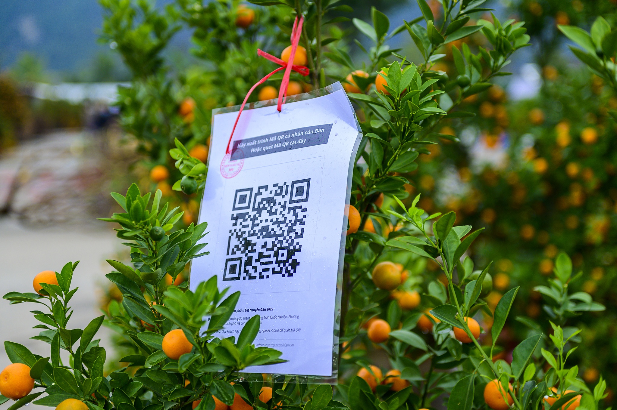 Dao Tet,  Tet Nguyen dan,  cho hoa,  cho hoa tet,  Quang Ninh,  Ha Long,  dao da,  nhat chi mai anh 4