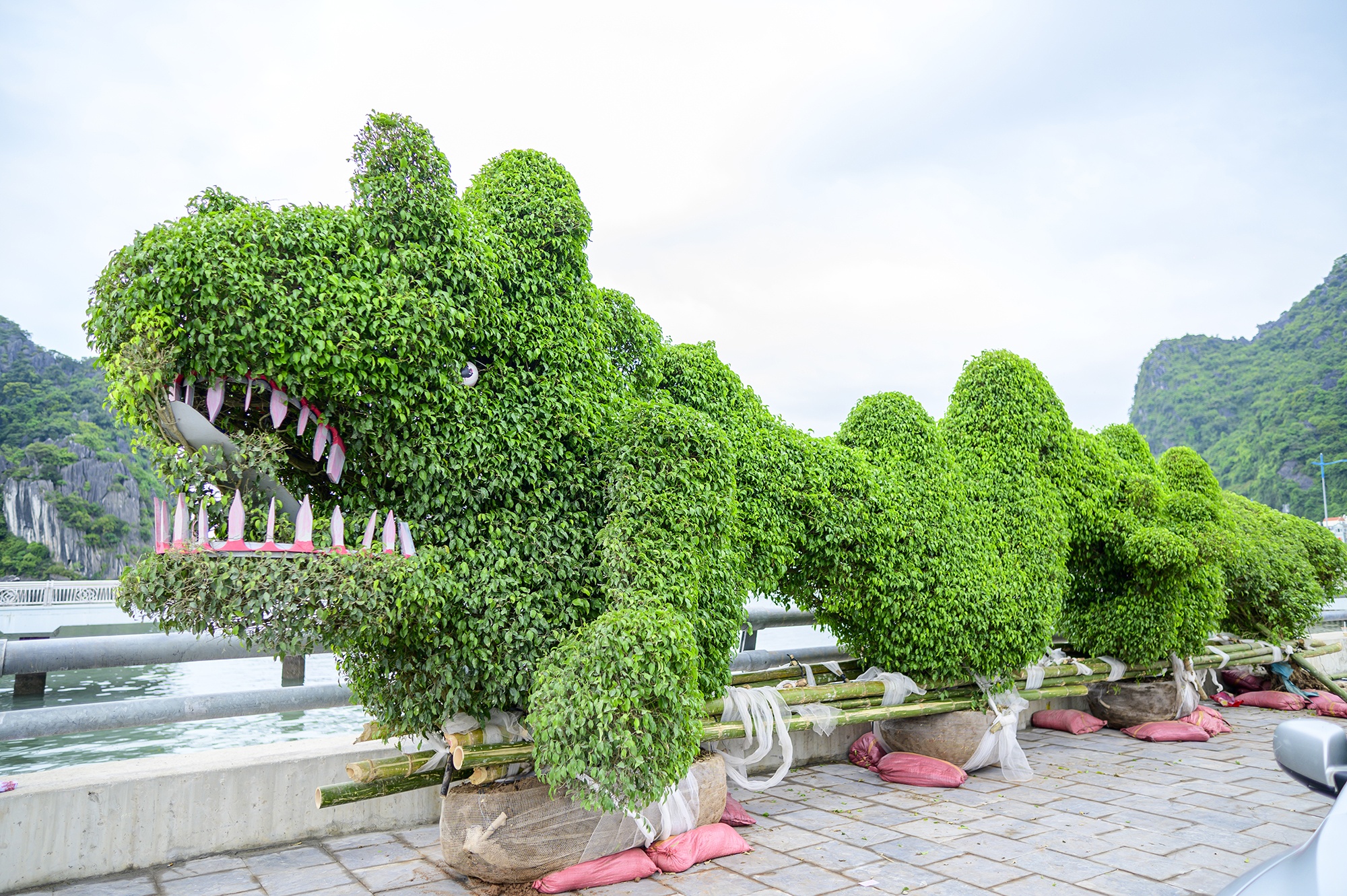 Chu cap 'rong la' dat tai thanh pho Ha Long noi gi? hinh anh