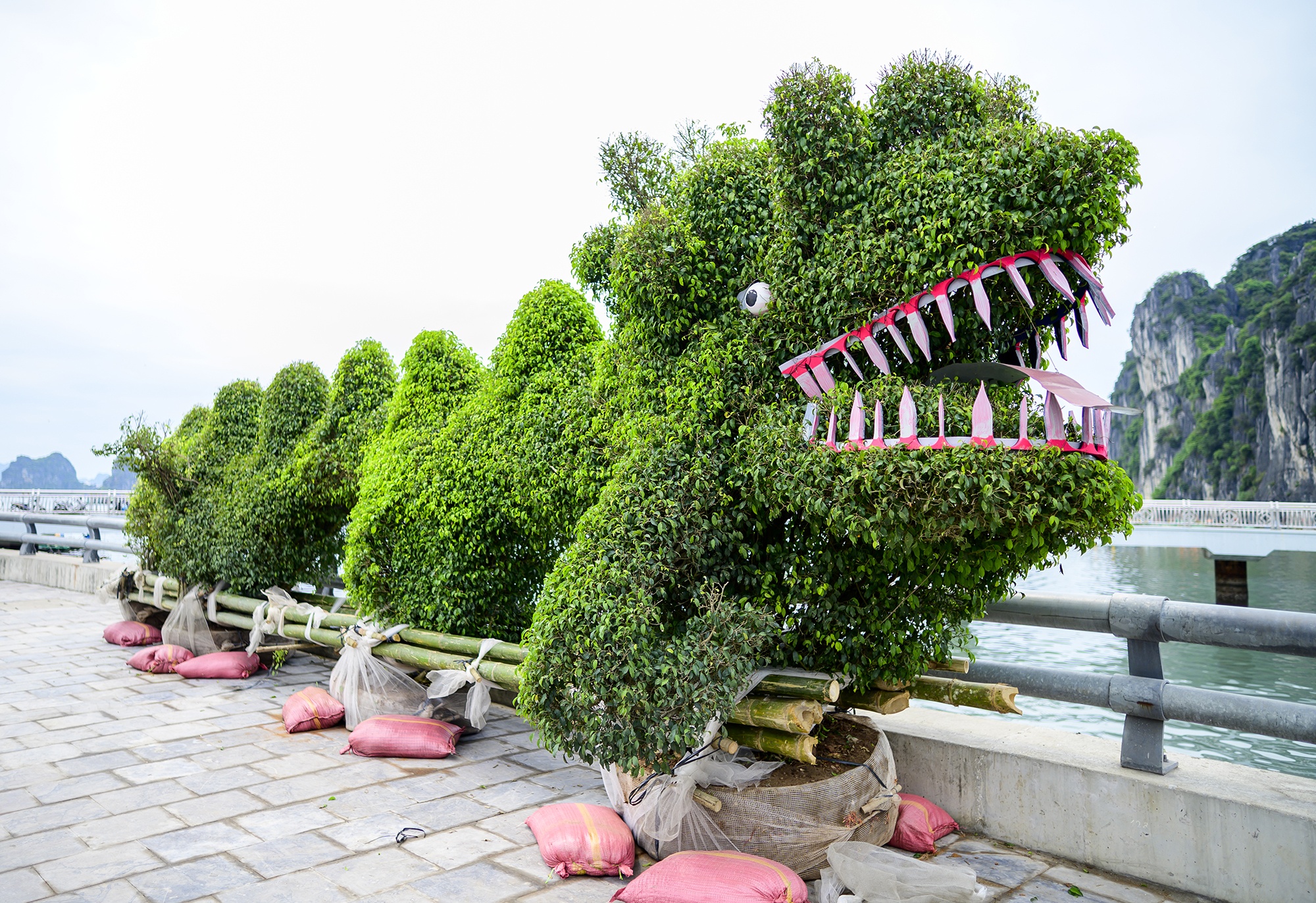 'Rong la' xuat hien giua trung tam thanh pho Ha Long hinh anh