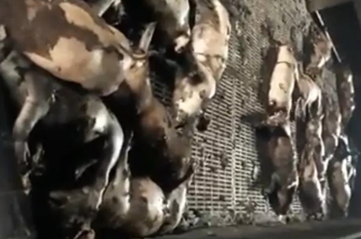 chap dien khien 400 con lon bi chet anh 1