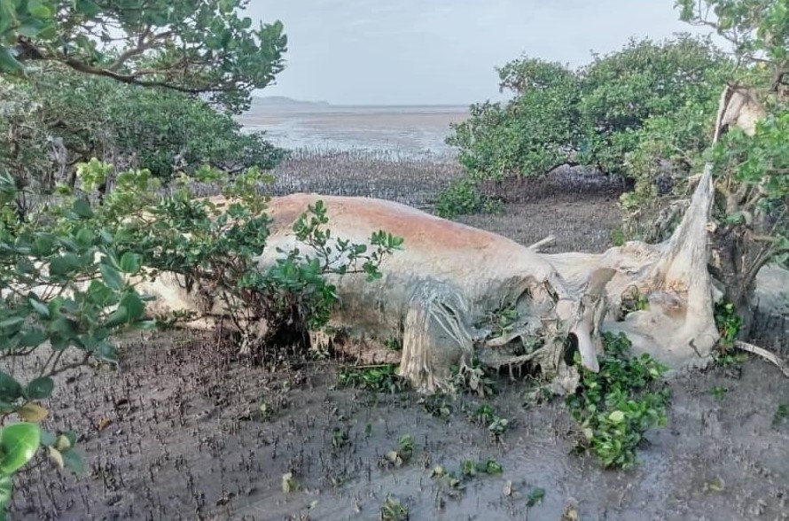 An tang ca voi nang 10 tan o rung ngap man hinh anh