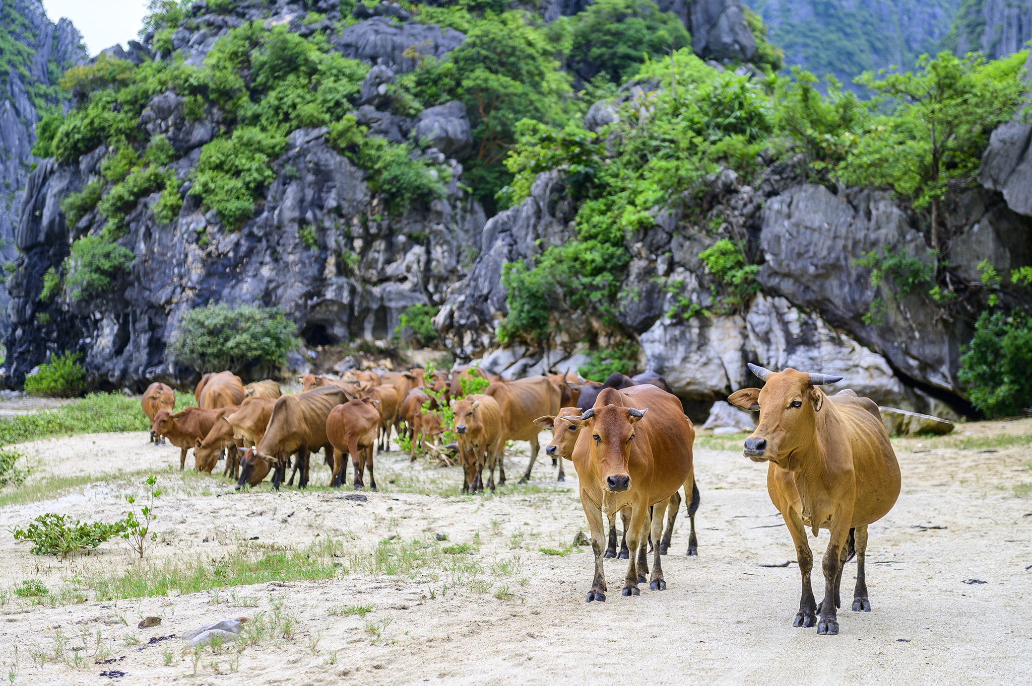 Quang Ninh thu hoi gan 2, 4 trieu m2 dat cua HD Mon anh 2