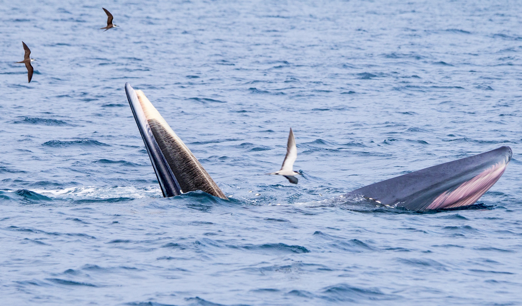 Ca voi xuat hien gan dao Vinh Thuc hinh anh