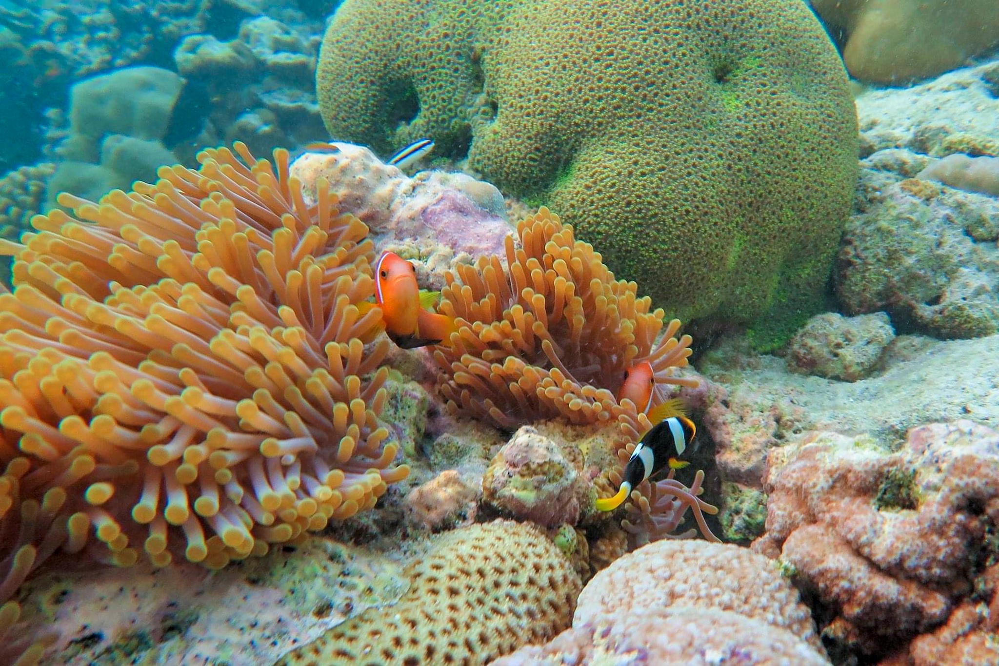 Co To muon mo tour den dao Thanh Lan hinh anh