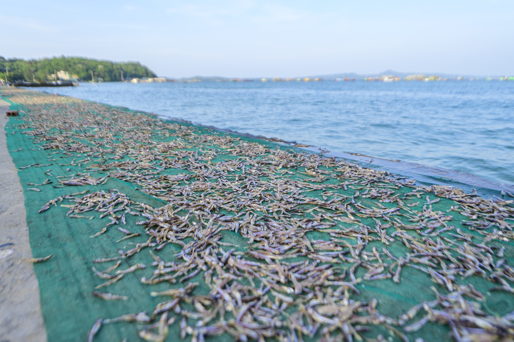 ca com dao Thanh Lan anh 6