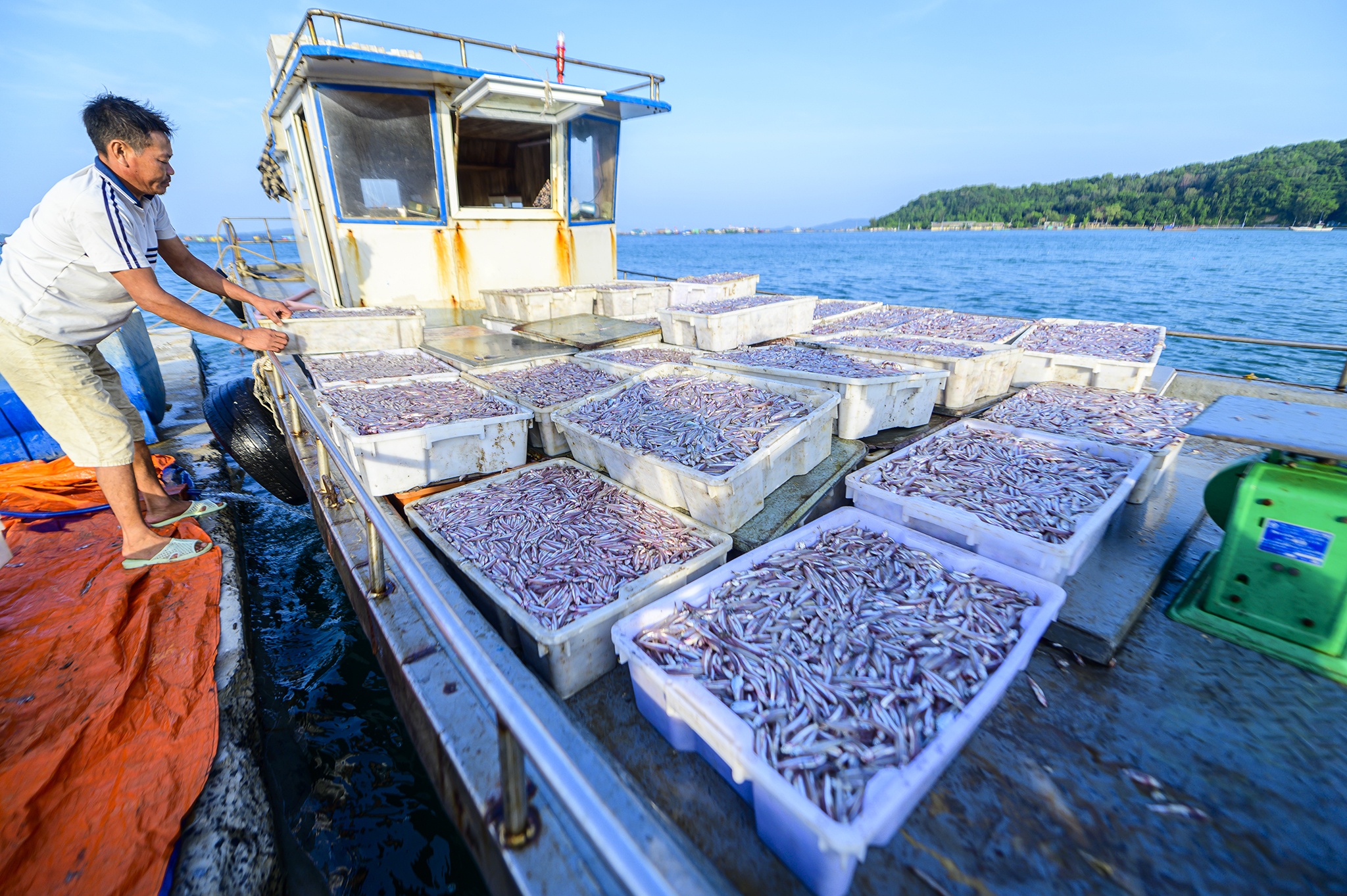 ca com dao Thanh Lan anh 2