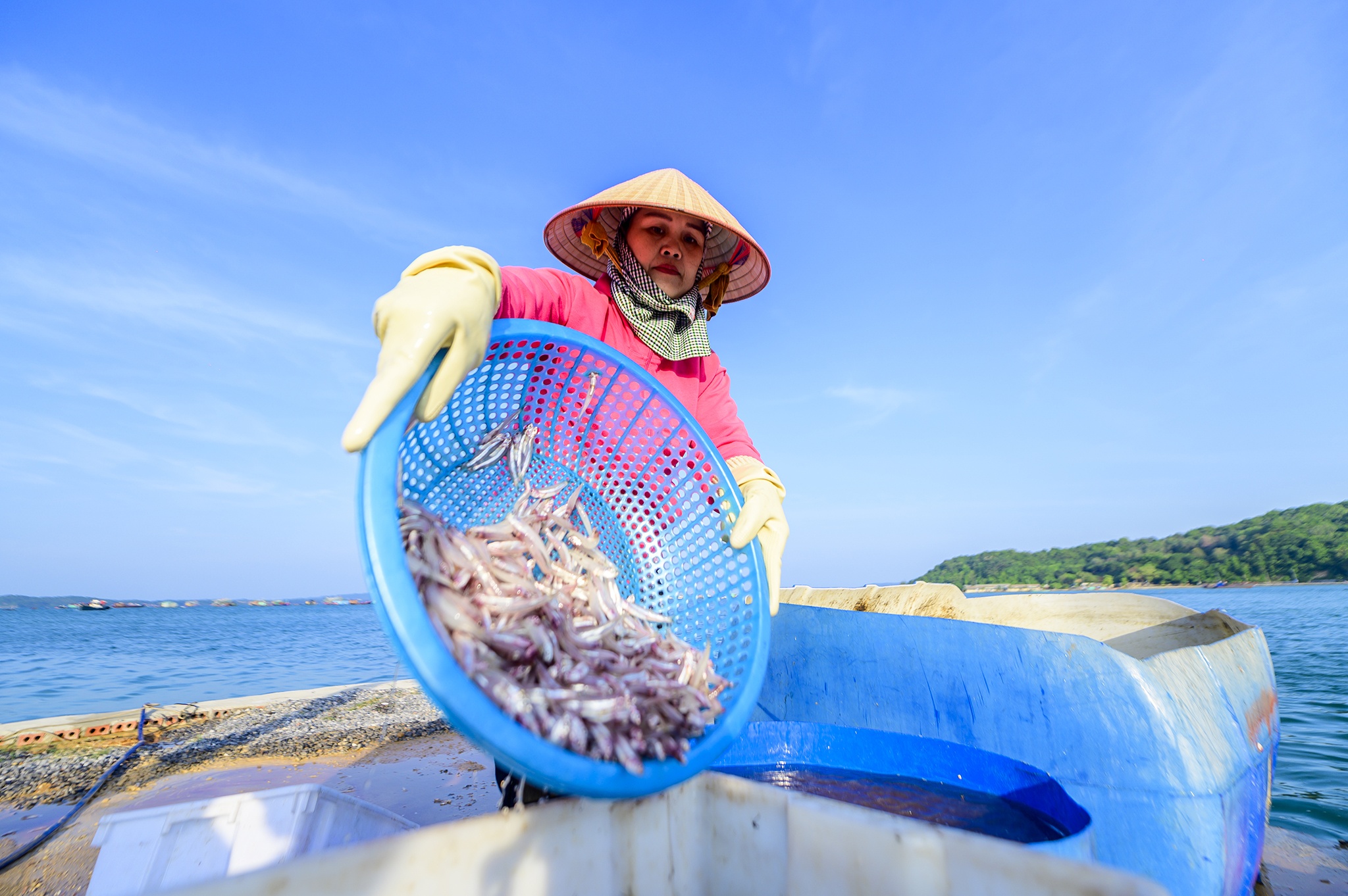 ca com dao Thanh Lan anh 4