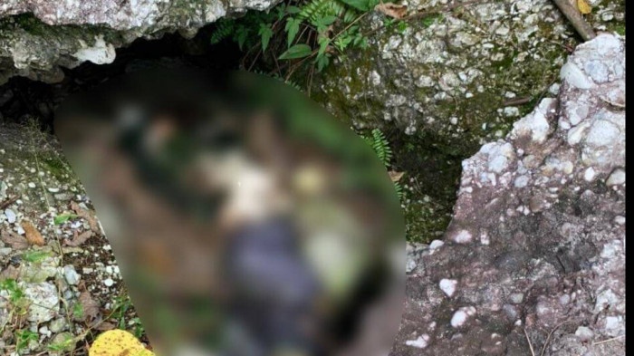 Vao rung bat ong, phat hien thi the dang phan huy hinh anh