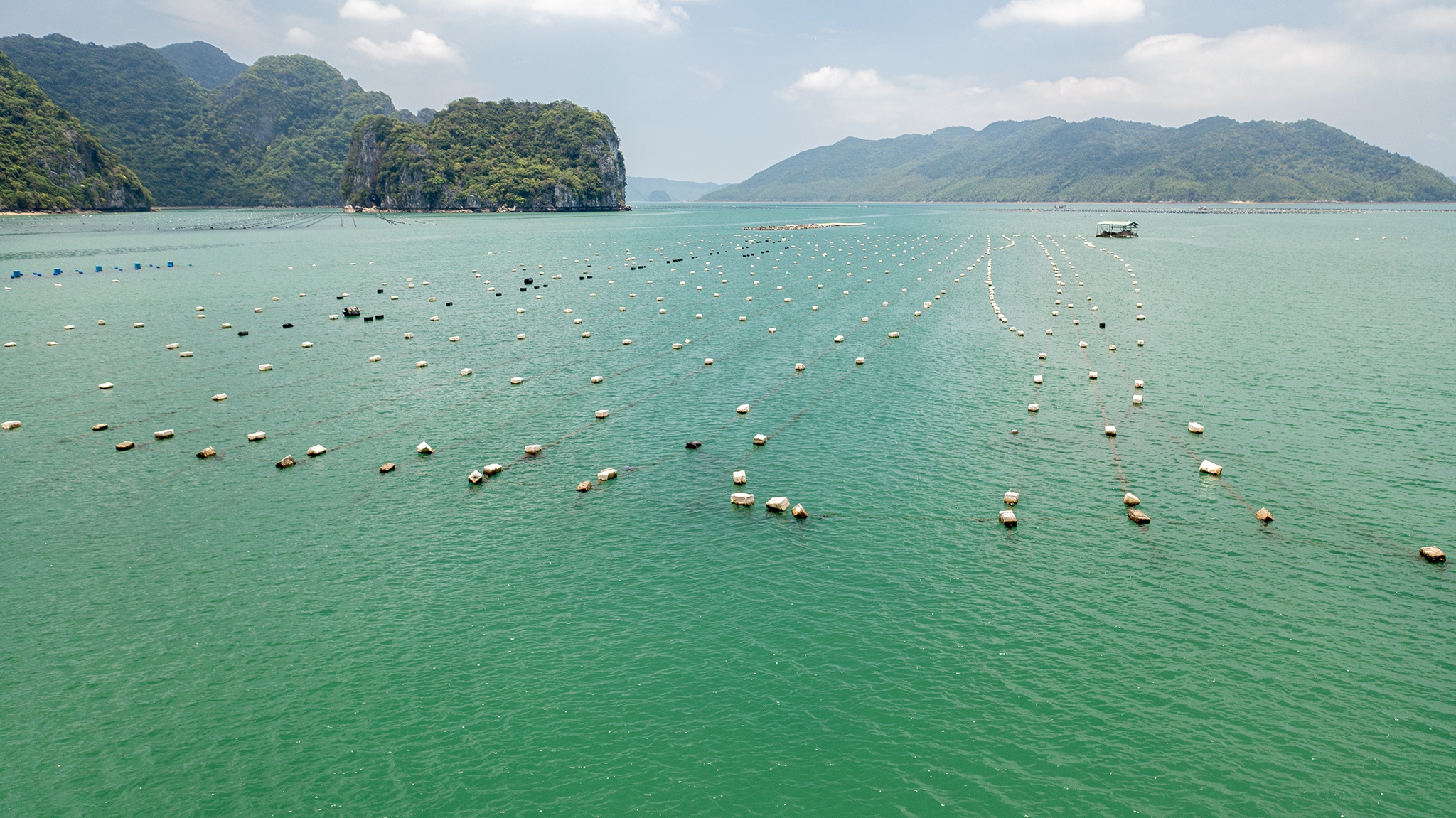 Nhieu diem nuoi thuy san bang phao xop tren vinh Ha Long hinh anh