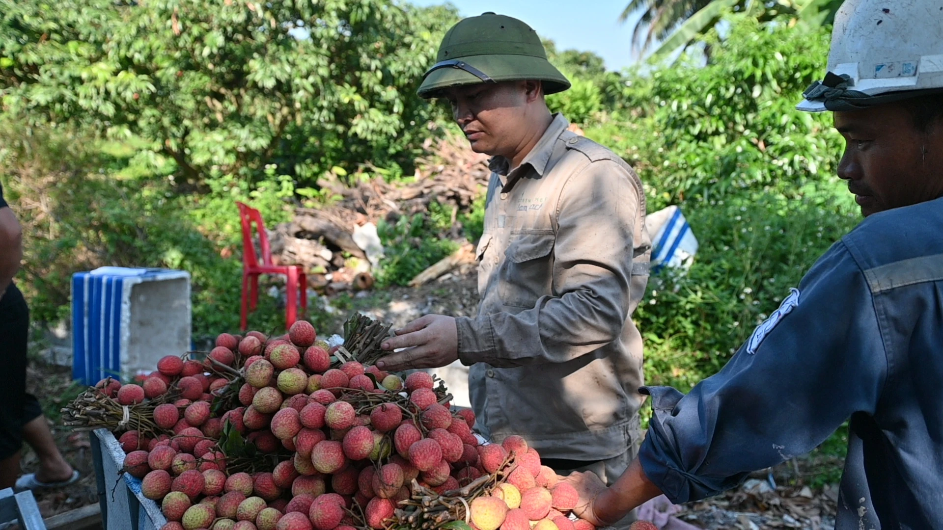 Chu vuon vai chin som bi thuong lai ep gia ban 7.000 dong/kg hinh anh