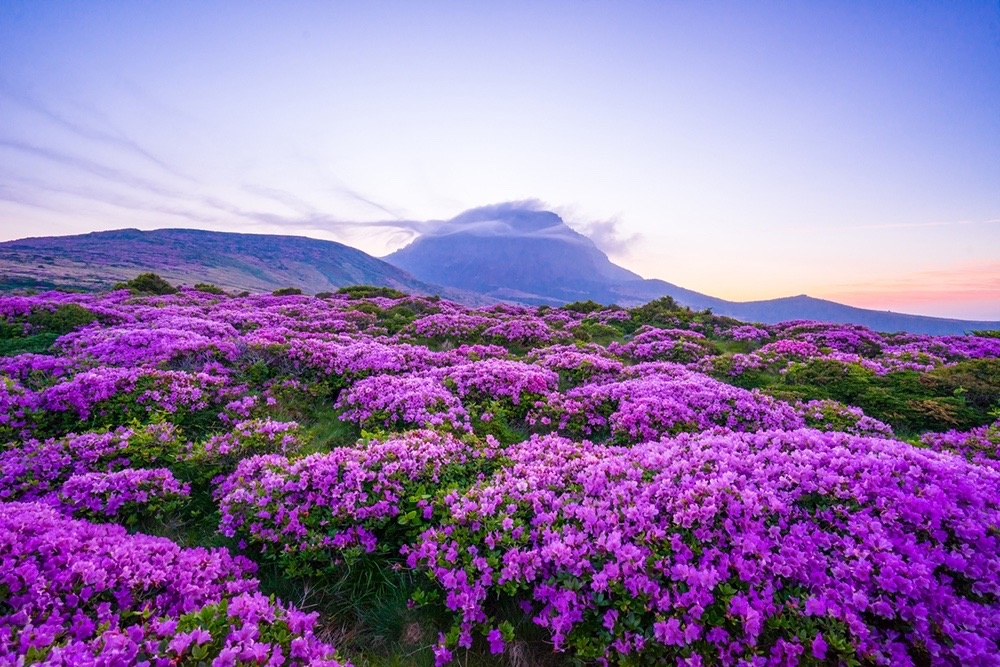 Du lịch đảo Jeju ảnh 5 Du lich dao Jeju anh 5