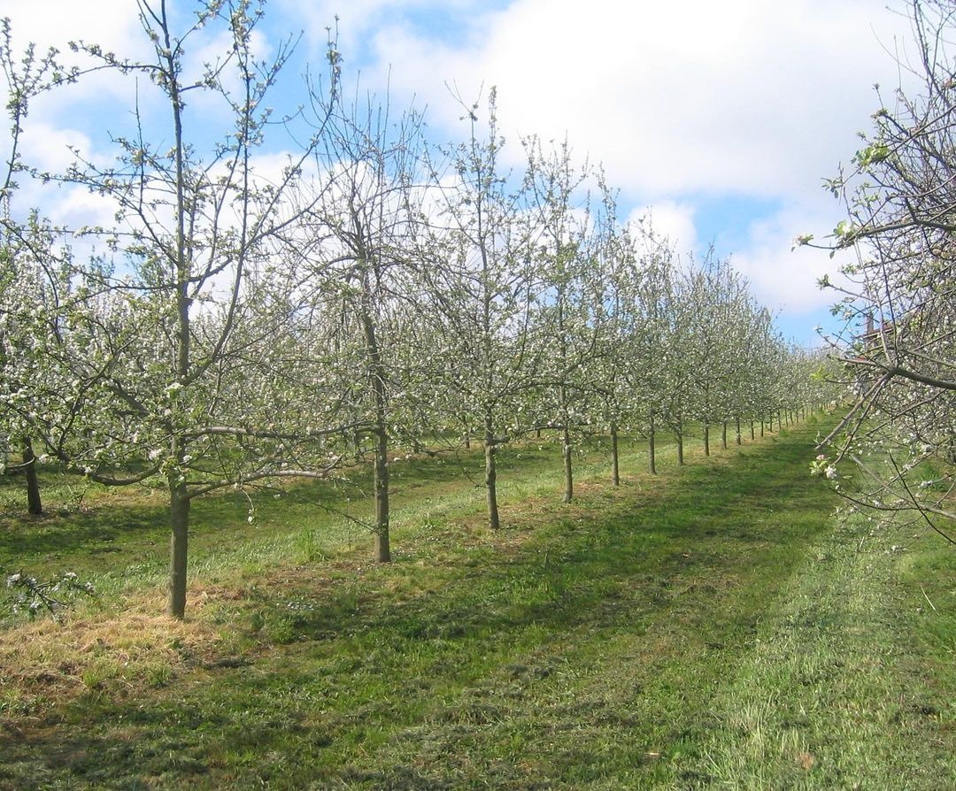 Ngam hoa o chau Au anh 3