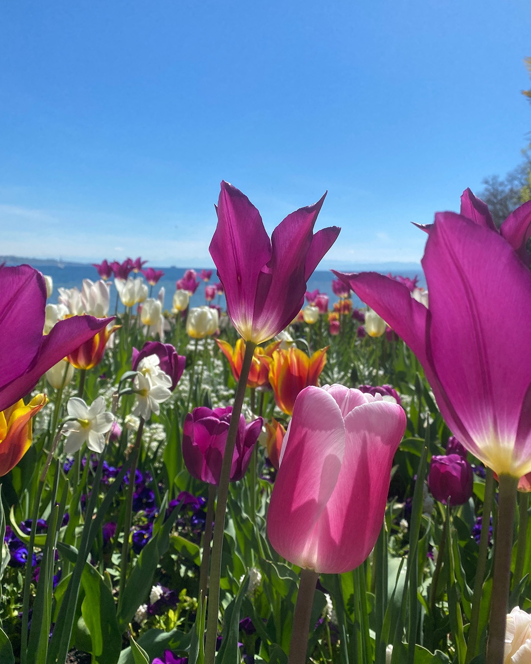 Ngam hoa o chau Au anh 4