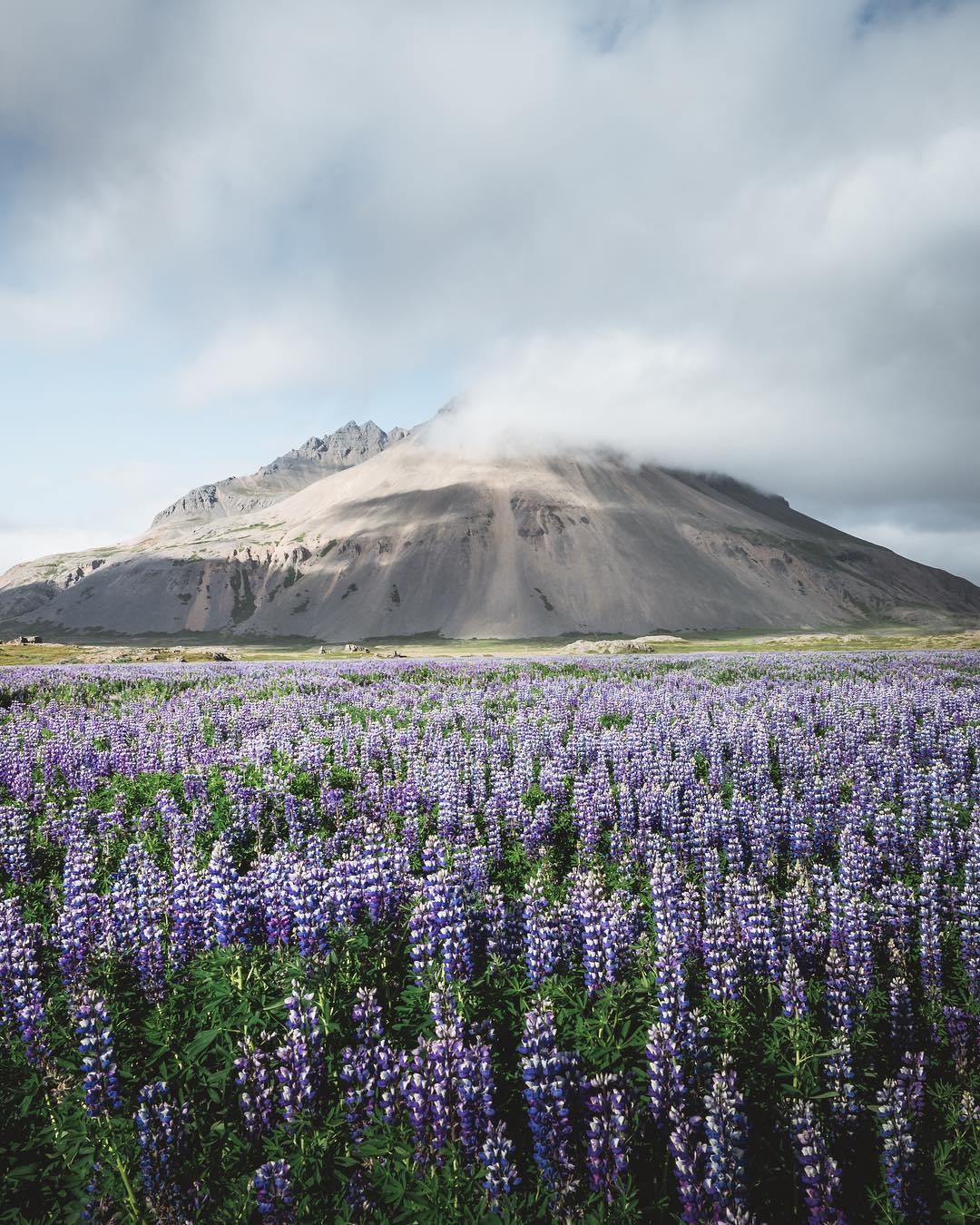Ngam hoa o chau Au anh 6
