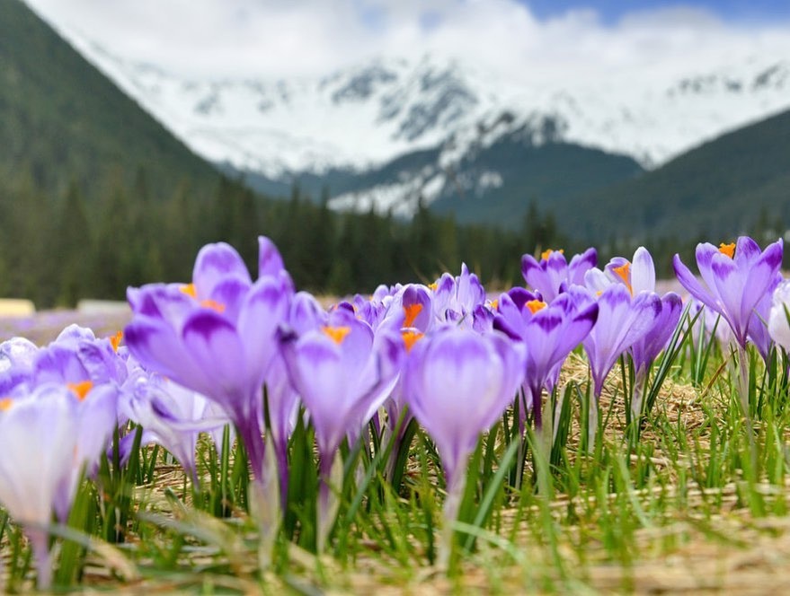 Ngam hoa o chau Au anh 5