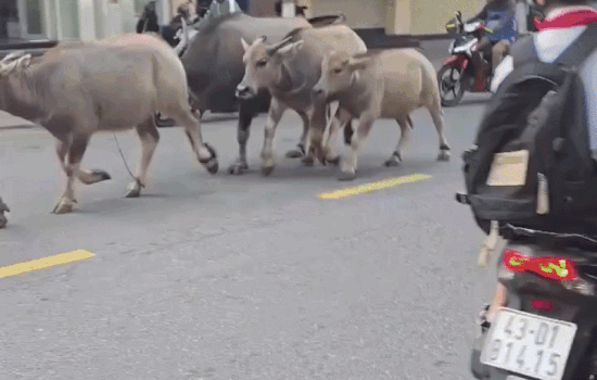 Tam giu dan trau gay nao loan duong pho Da Nang hinh anh