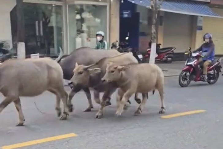 Dan trau gay nao loan duong pho Da Nang hinh anh